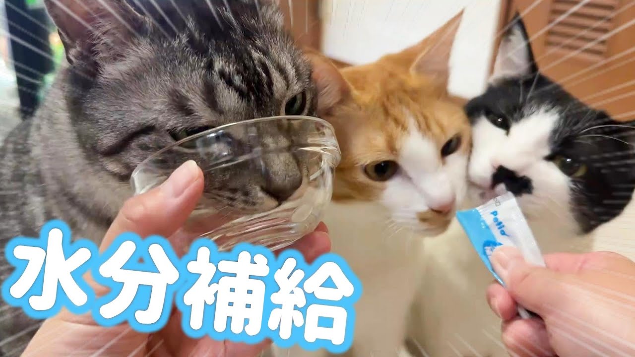 飼い主の作戦にまんまと引っかかって沢山水分補給してしまいました。