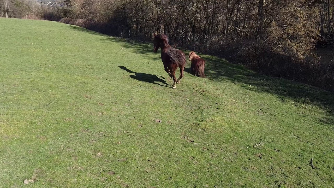 Nos animaux de la prairie