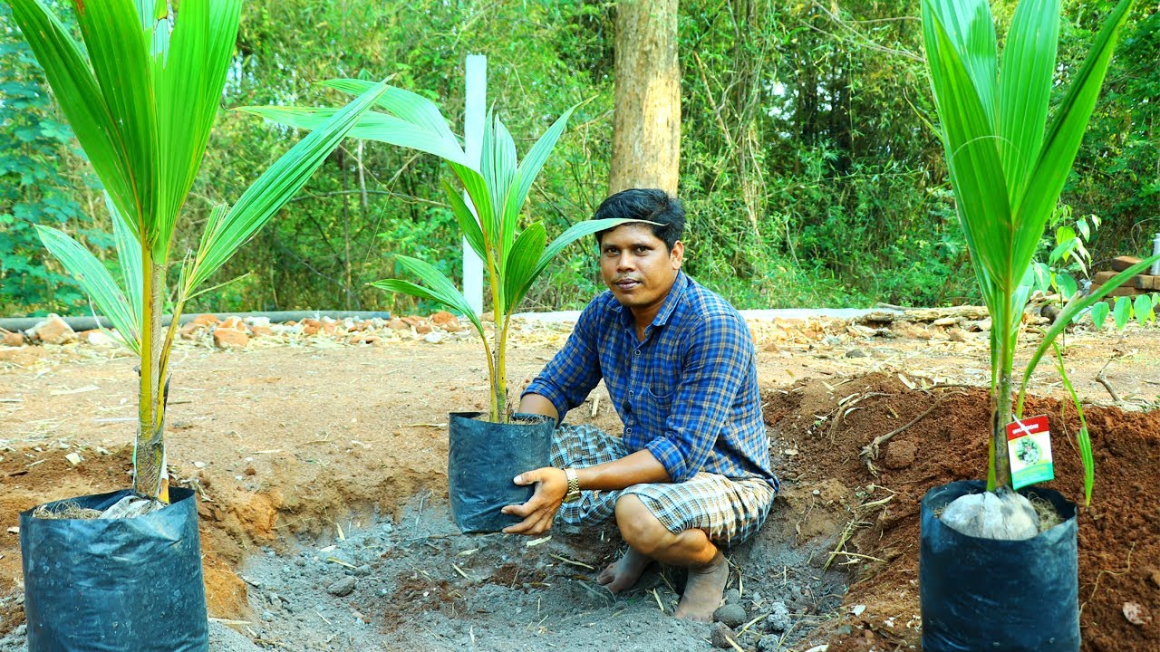 ഈ ലോക്ക് ഡൗണിൽ മനസിന് ഉന്മേഷം ലഭിക്കാൻ ഇങ്ങനെ ചെയ്യൂ | How To Plant Coconut Tree