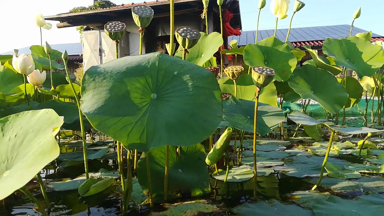 Hochsommer im Lotosteich im Unterallgäu