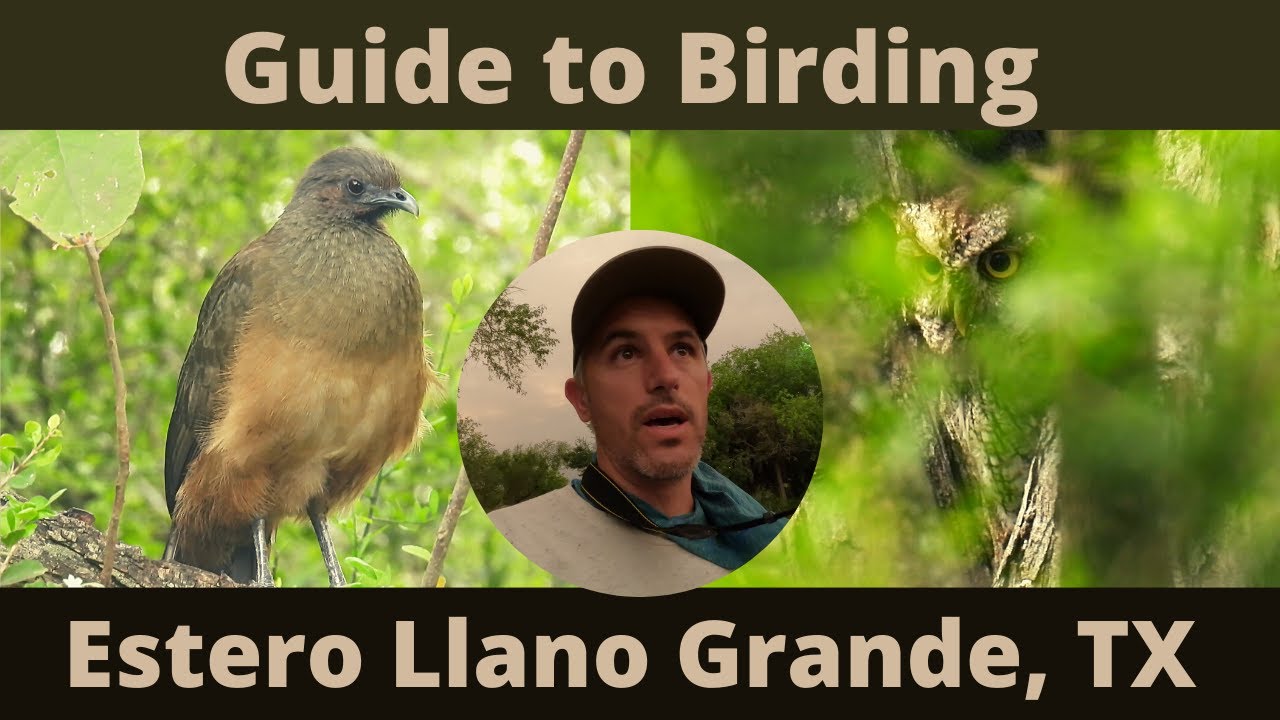 Guide to Birding Estero Llano Grande State Park, TX. Life birds, Owl & More!