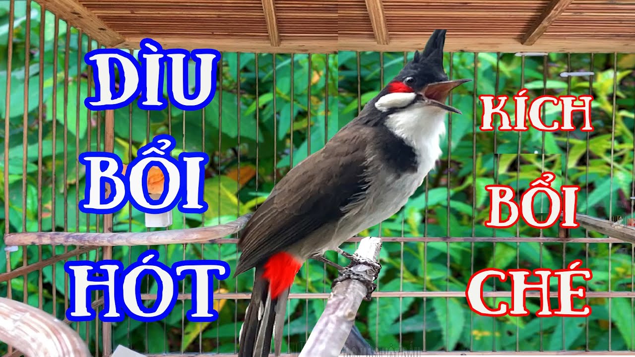 Chào Mào Hót Nhẹ Nhàng Kích Bổi Nhanh Ra Bọng/Luyện Chào Mào Hót Sáng
