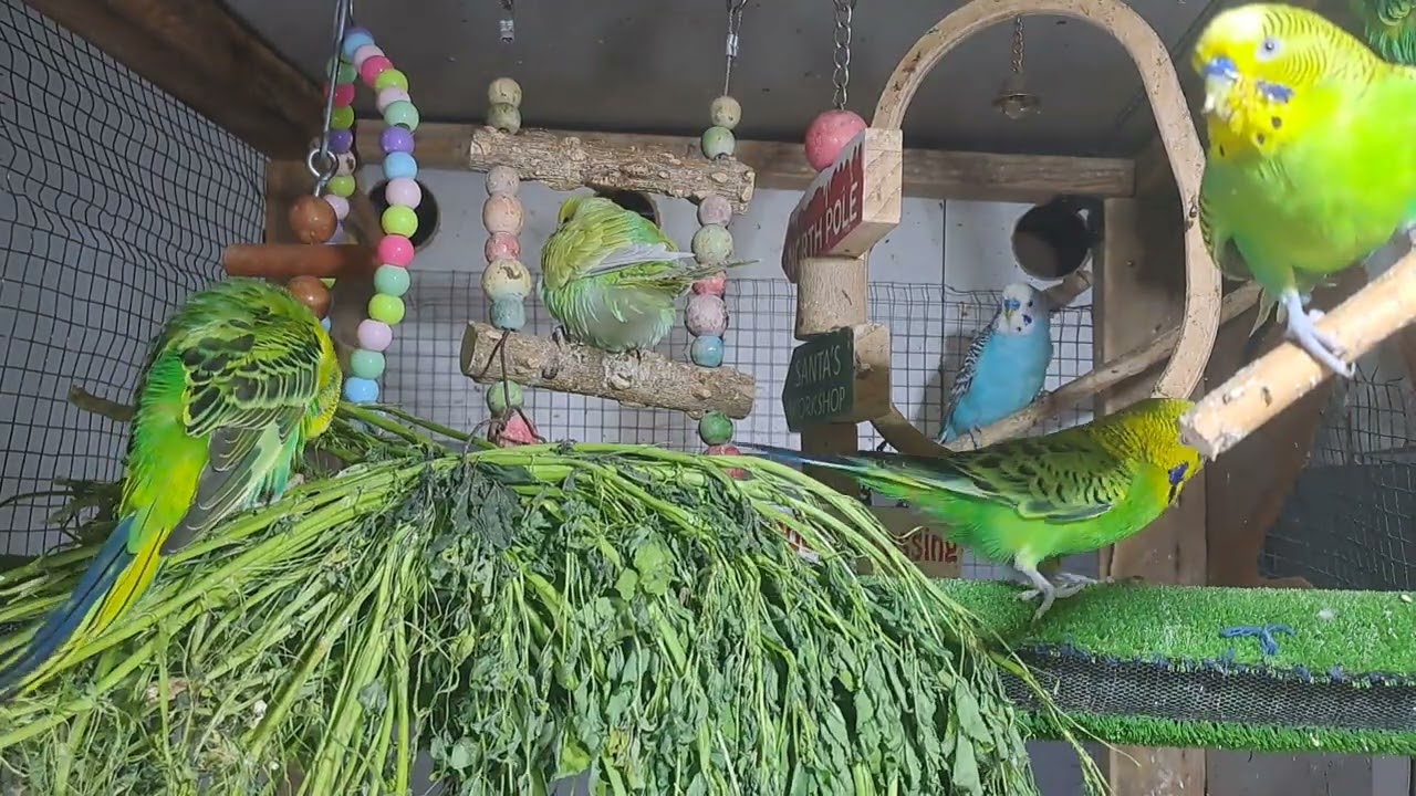 “This parrot just stole the show! 🔥🦜 #ForYou #Viral”