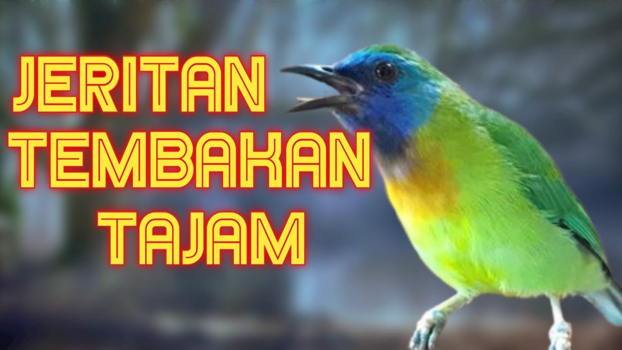 KINOI ||MASTERAN FULL BESETAN & TEMBAKAN TAJAM