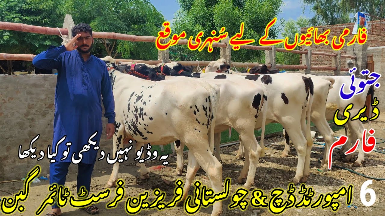 6 Imported Dutch Frisian & Australia Frisian First timer Pregnant Heifers | Jatoi Dairy Farm 🐄