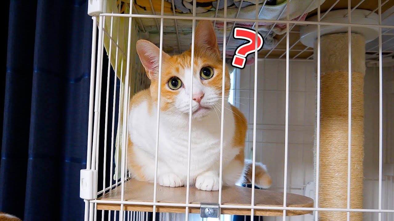 猫はいつも何を考えているのでしょうか。