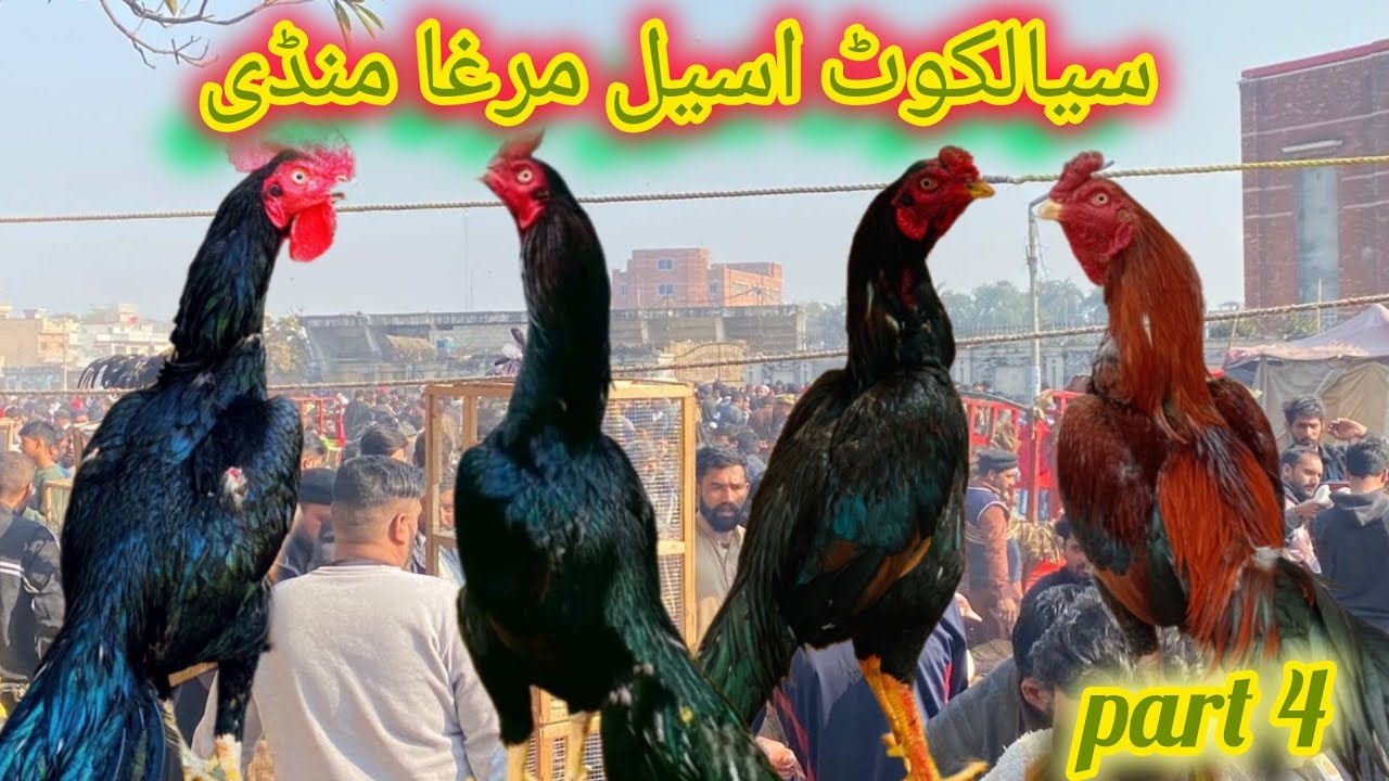sialkot jinah stadium aseel murgh mandi update March 2024 #sialkotpetsvlogs
