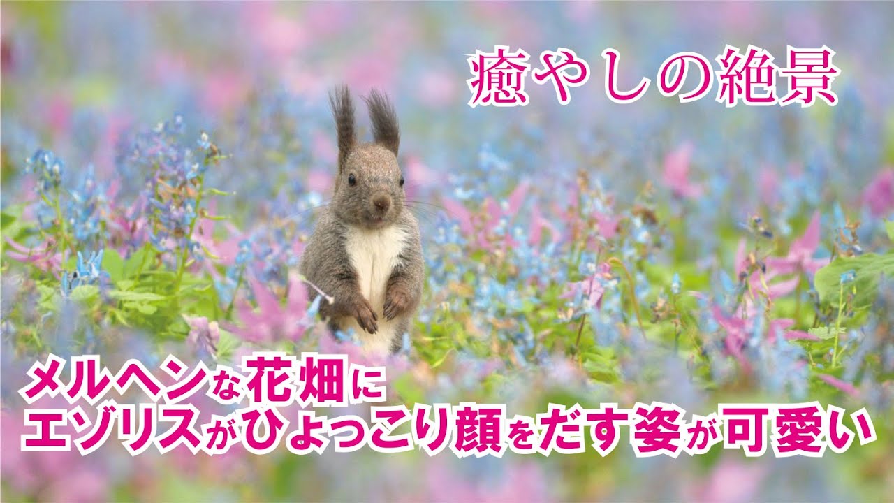 メルヘンな花畑にエゾリスがひょっこり顔をだす姿が可愛い