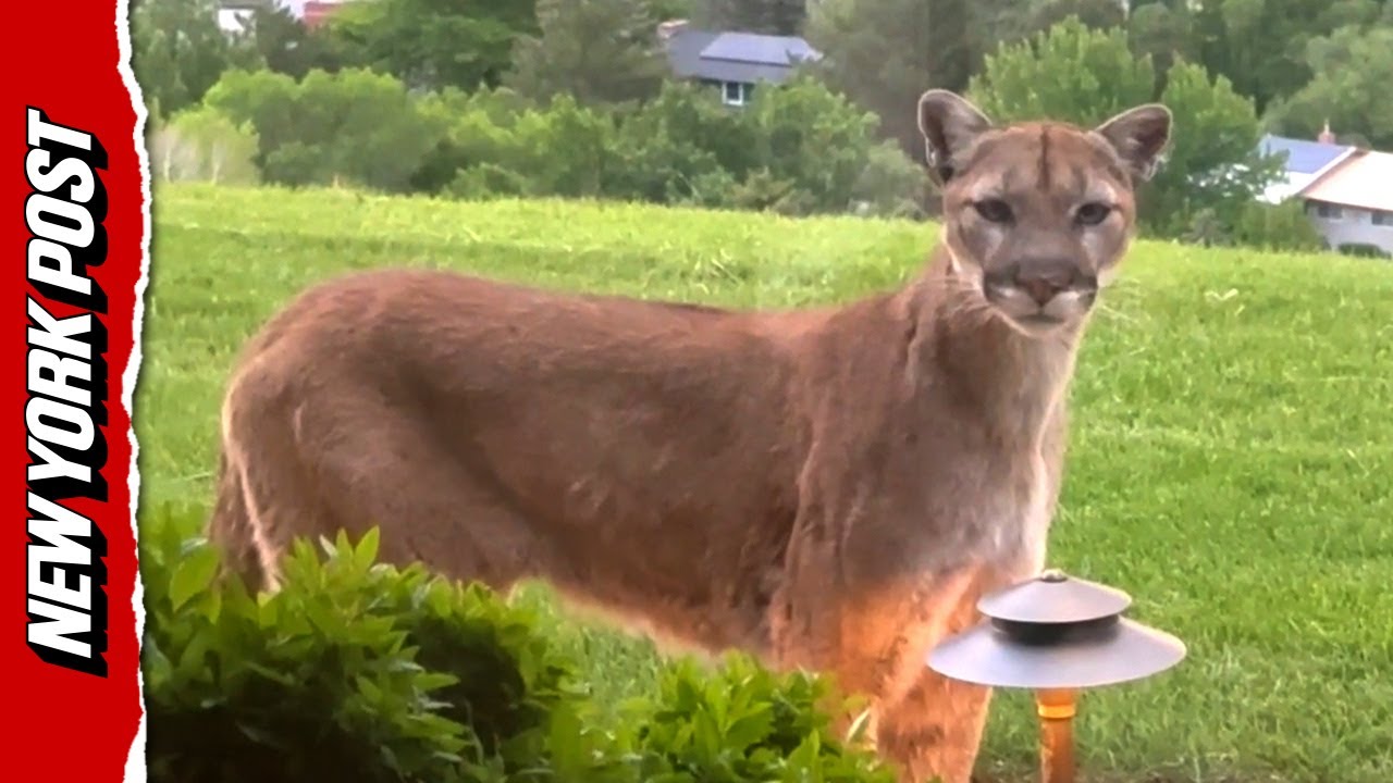 Mountain Lions Surround Colorado Home in Chilling Backyard Footage