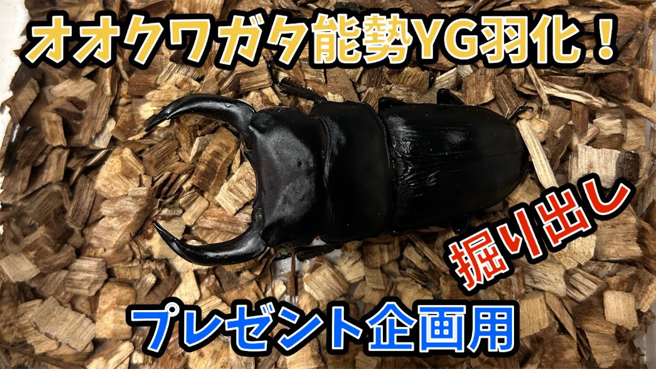 オオクワガタ能勢YG羽化！掘り出し　プレゼント企画用
