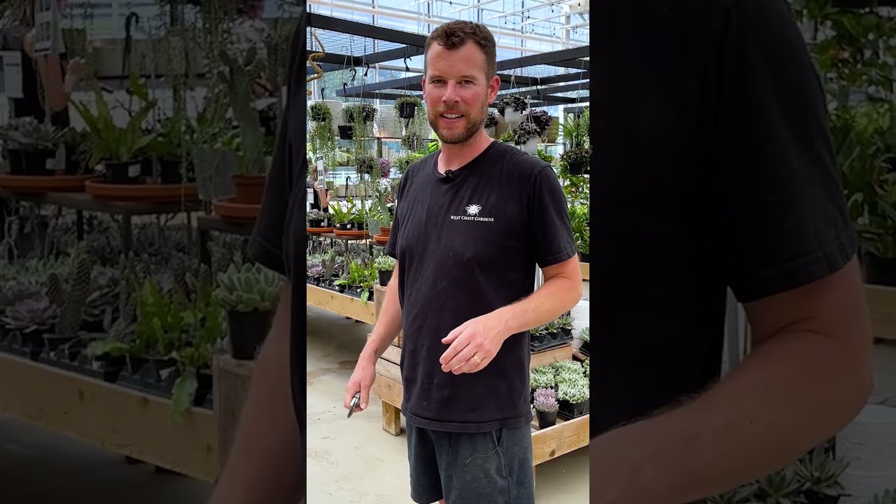 🪴 Common Fixes for Your Indoor Plants || West Coast Gardens