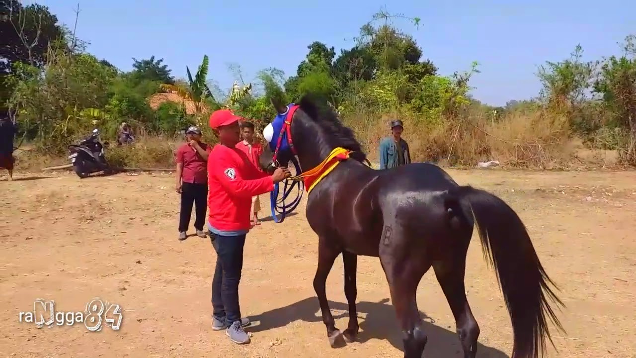 Keunikan Balap Kuda Madura, membuat yang di rantau ingin pulang