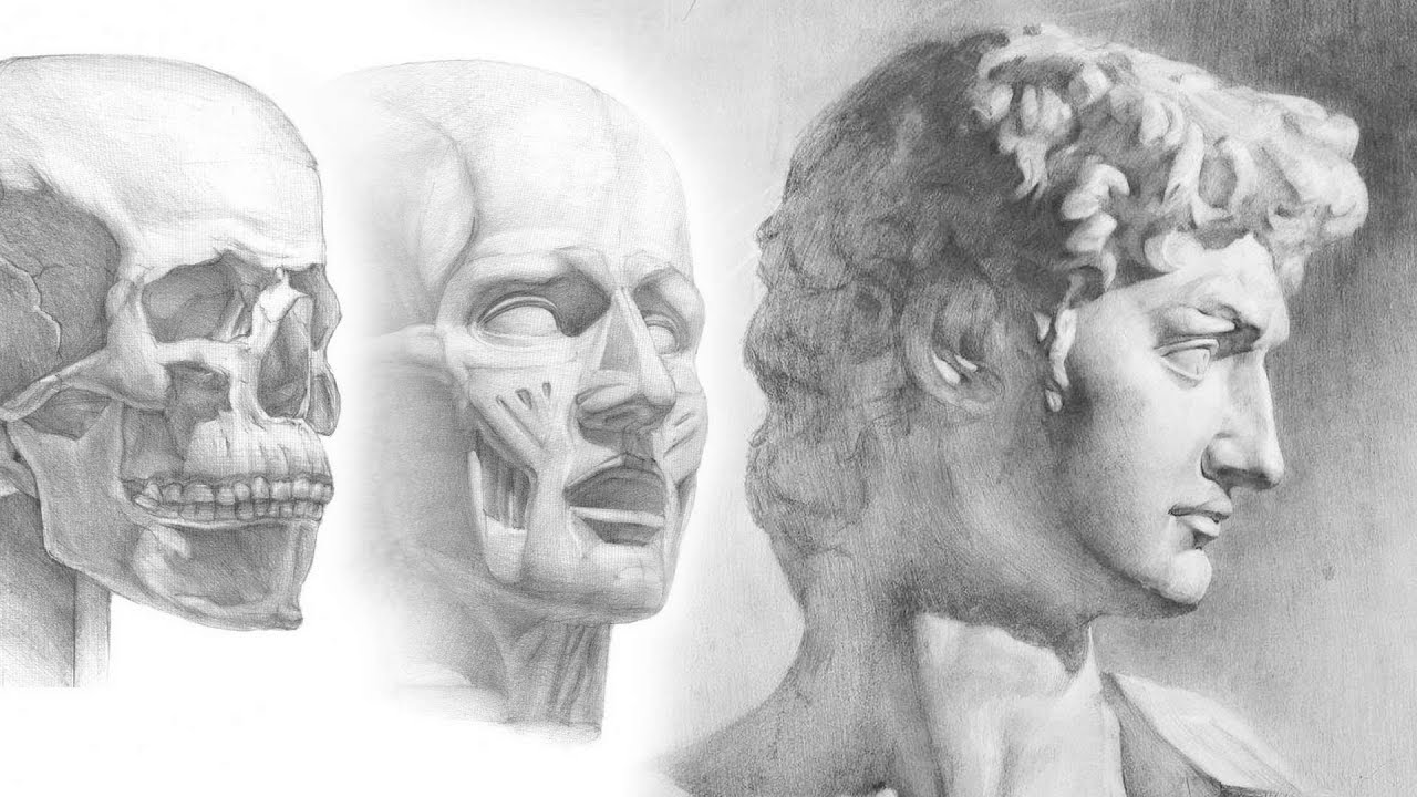 Facial Anatomy
