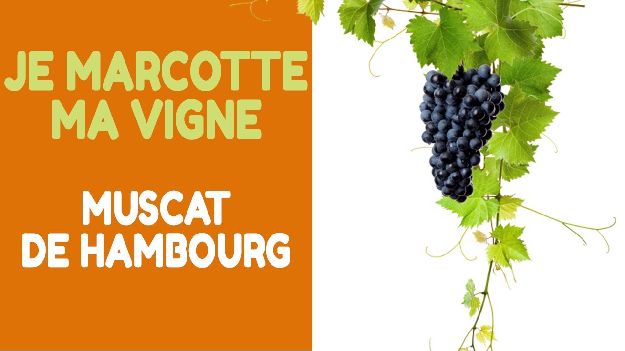Provignage :  Marcottage de la vigne (raisin muscat de hambourg)