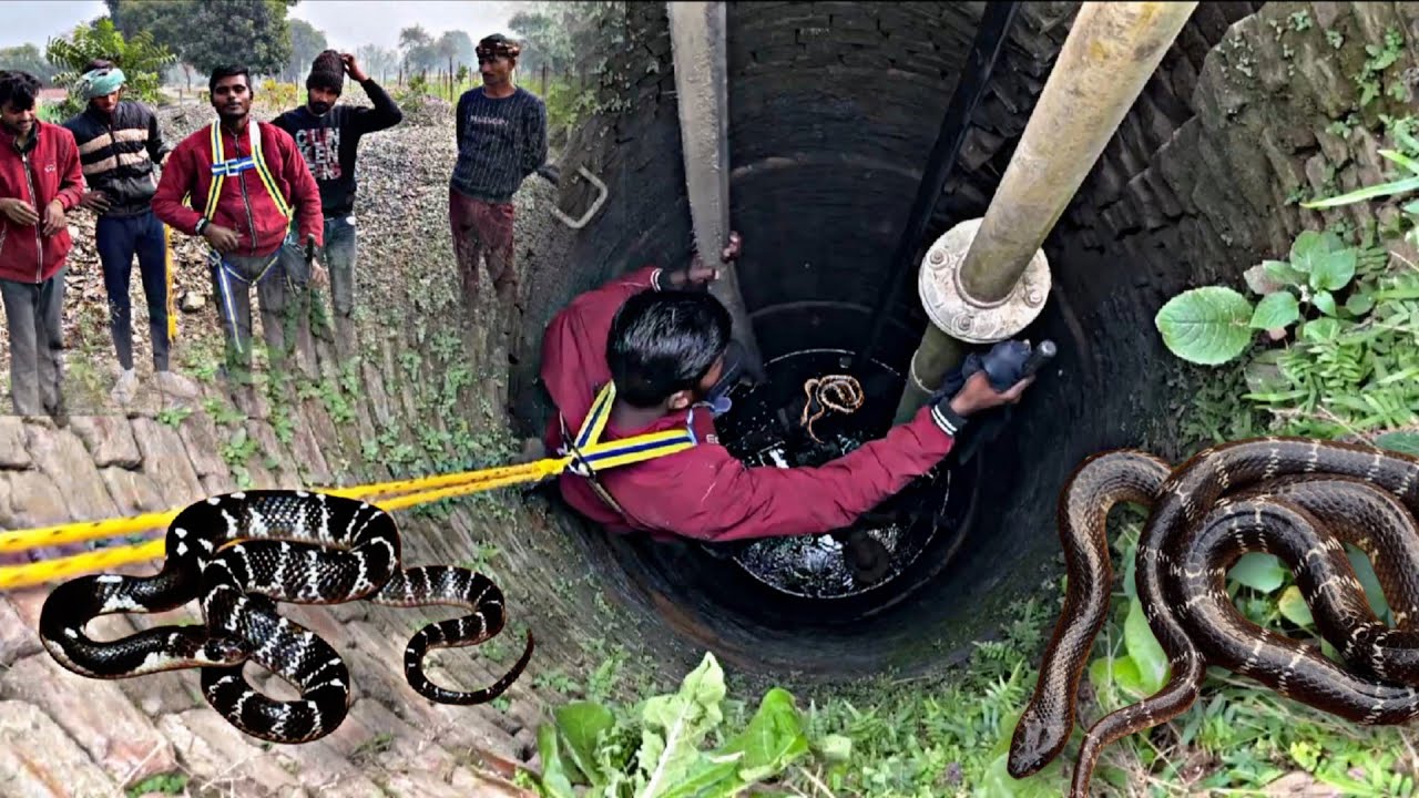 भारतीय कॉमन करैत एक अत्यंत विषैला रात्रिचर साँप🐍🐍