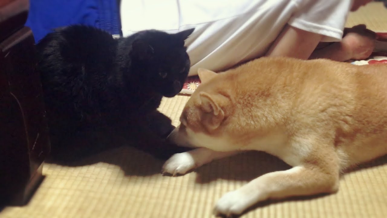 大好きな猫に距離を置かれてショボンな柴犬 Dog bothers cat’s sleep