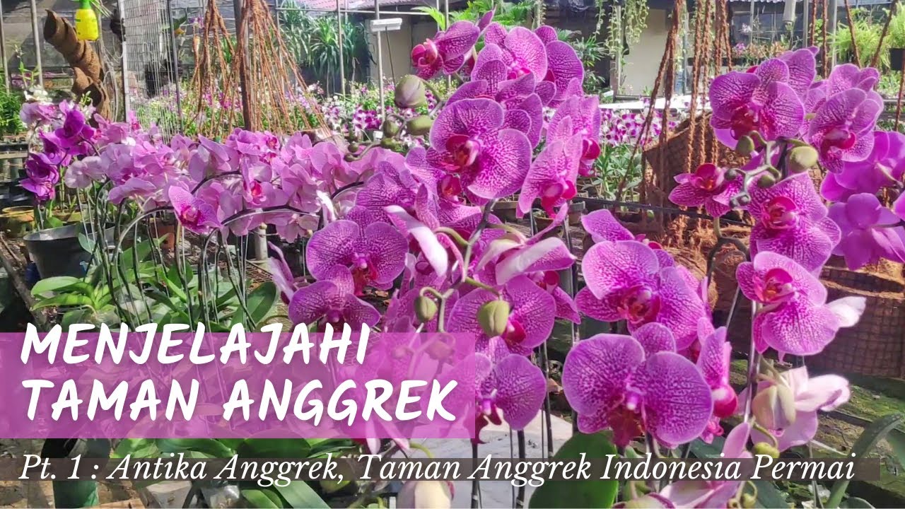 Berkunjung ke Surga Anggrek di Taman Anggrek Indonesia Permai. Part 1 : Antika Anggrek