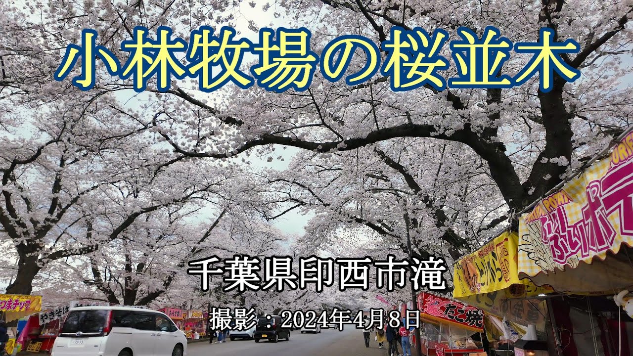 小林牧場の桜並木 [4K] Cherry blossom trees at Kobayashi Farm