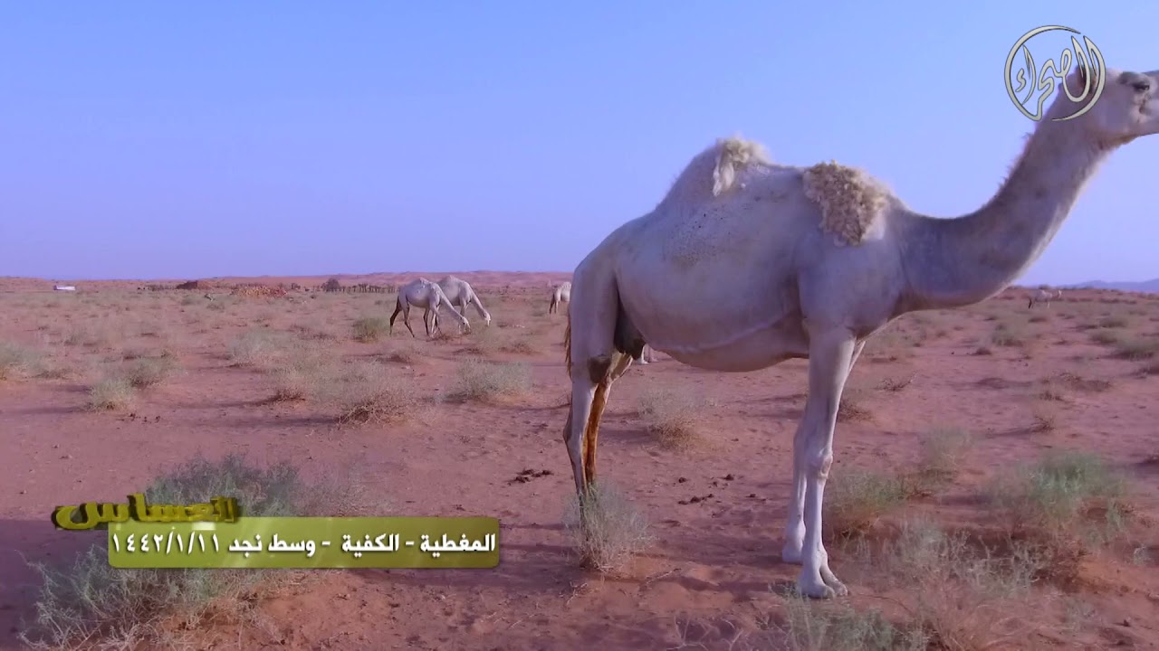 برنامج | العساس | المغطية - الكفية - وسط نجد 11 / 1 / 1442