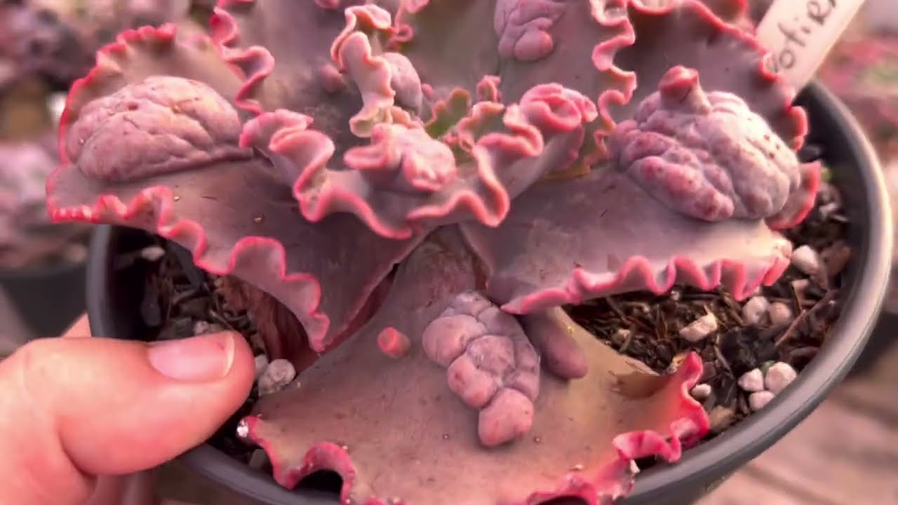 Gibbifloras - Conheça Os Lançamentos de 2025! Faça sua listinha dos desejos! 