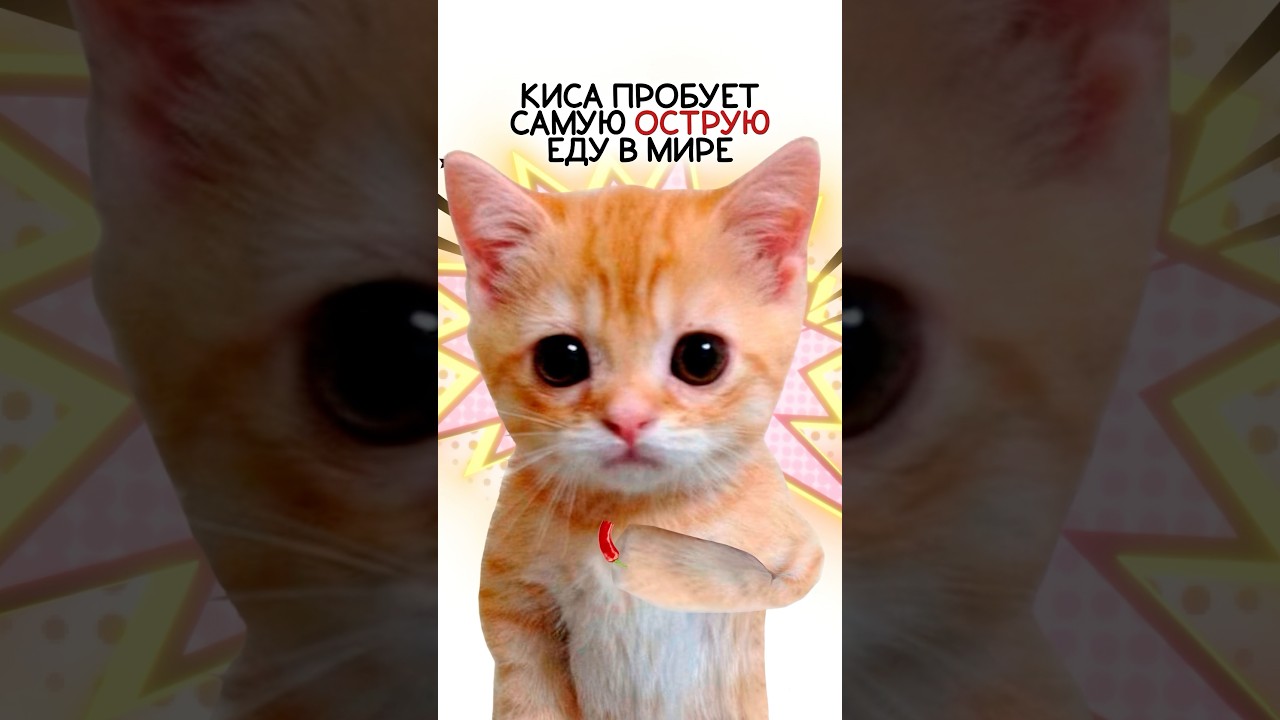 Киса пробует самую острую еду в мире #shorts