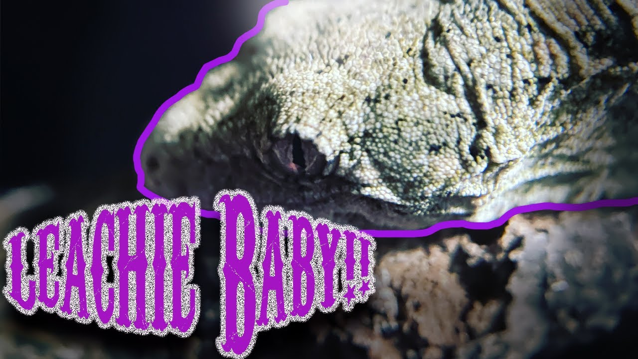 Giant Gecko Baby - Meet Our Leachianus Baby!