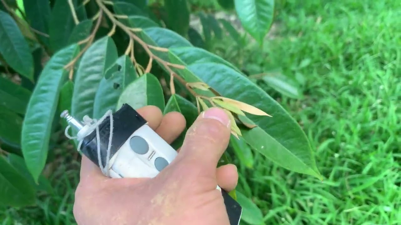 Rãi phân trước xã nhụy canxi bo kẽm 7/1/2026 al