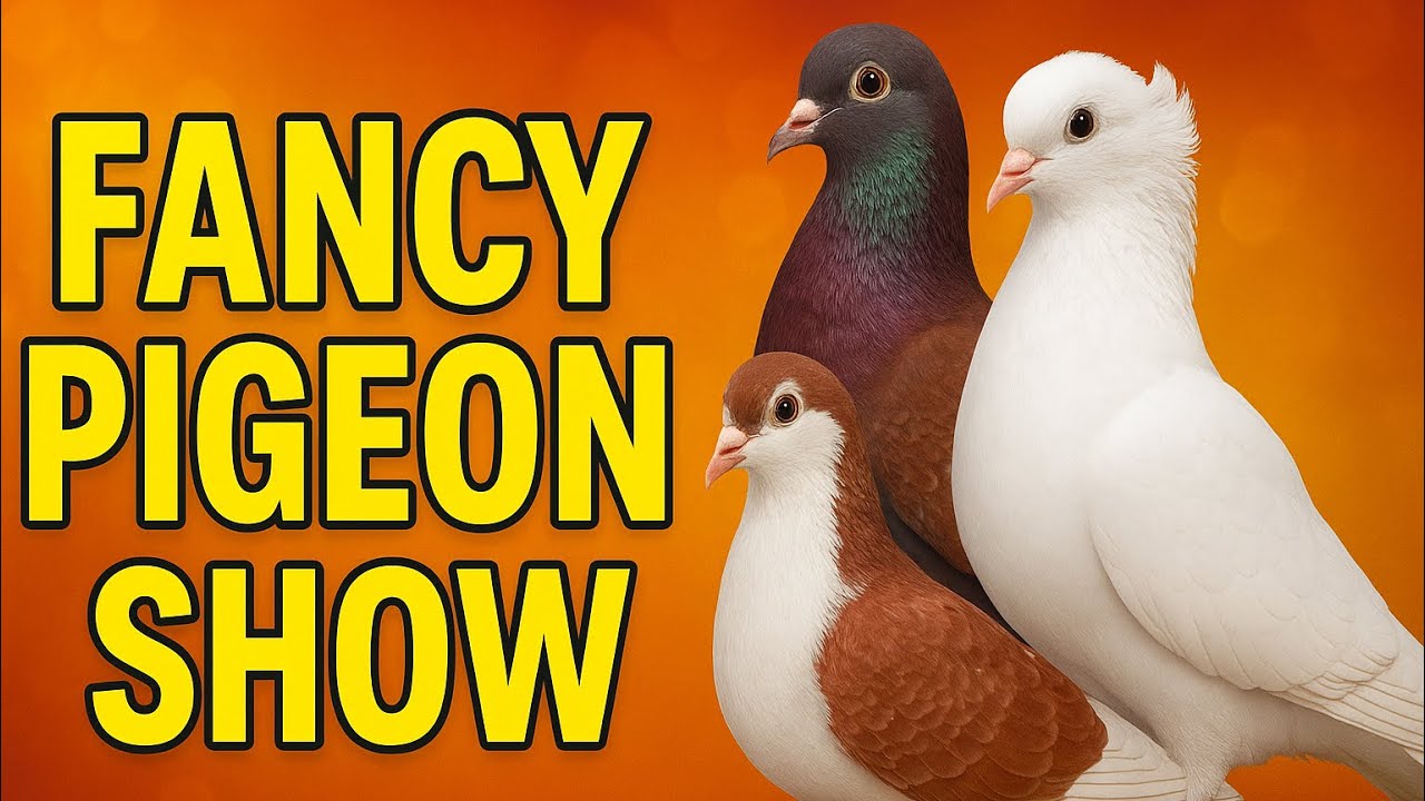 Fancy Pigeon Show | Best High Quality Kabootar Collection 