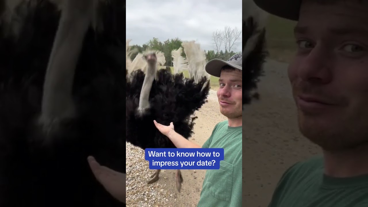 Ostrich dance