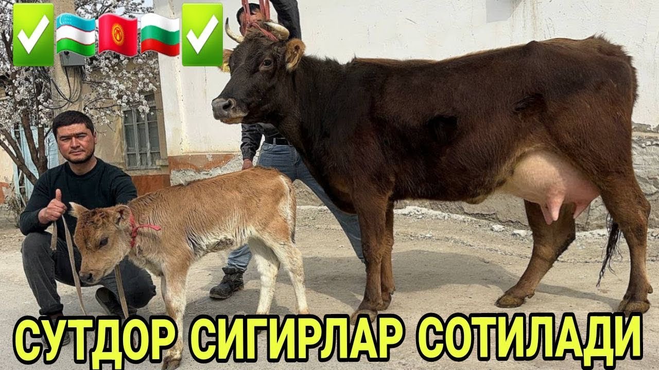 ШЕРМУХАММАДДАН СИФАТЛИ ШВЕД ОЛА ЭСТОН СИГИРЛАР СОТИЛАДИ НАРХЛАРИ SIGIRLAR NARXLARI 2 марта 2026 г