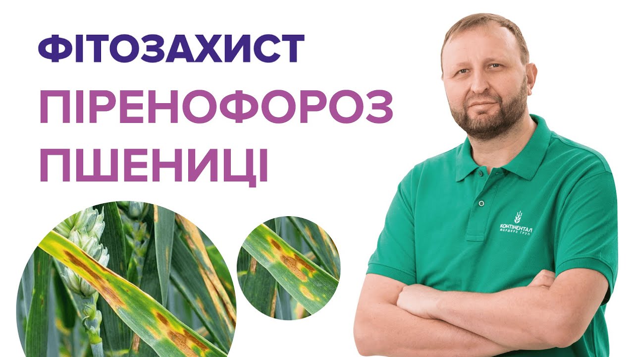 Піренофороз пшениці: як розпізнати і контролювати хворобу