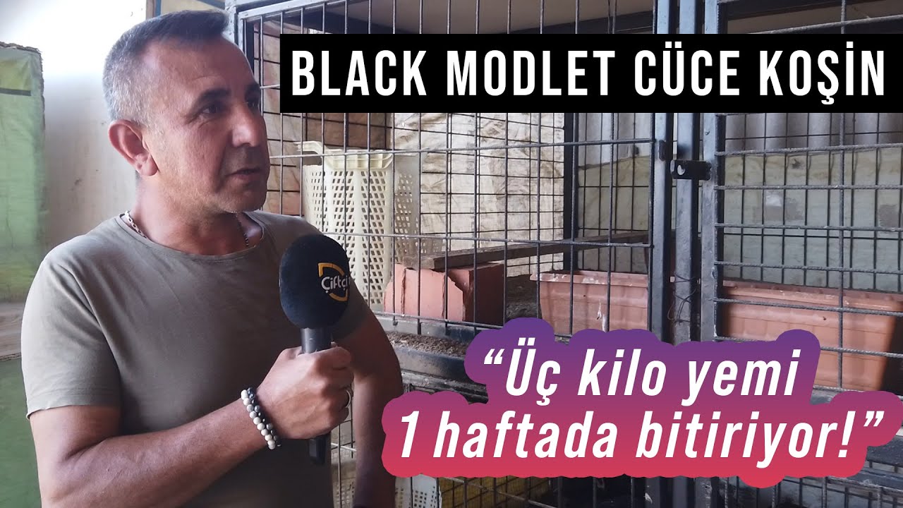 Bu Irk Üç Kilo Yemi 1 Haftada Bitiriyor! / Black Modlet Cüce Koşin - Süslü