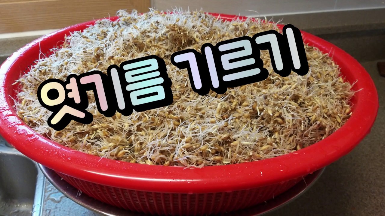 엿기름 만드는법 (엿질금 내기) Malt 직접 키운 보리로 엿기름 만들기