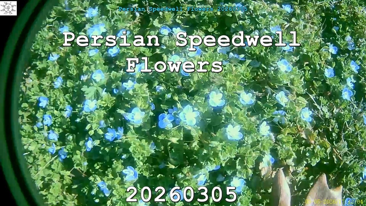 Persian Speedwell Flowers 20260305