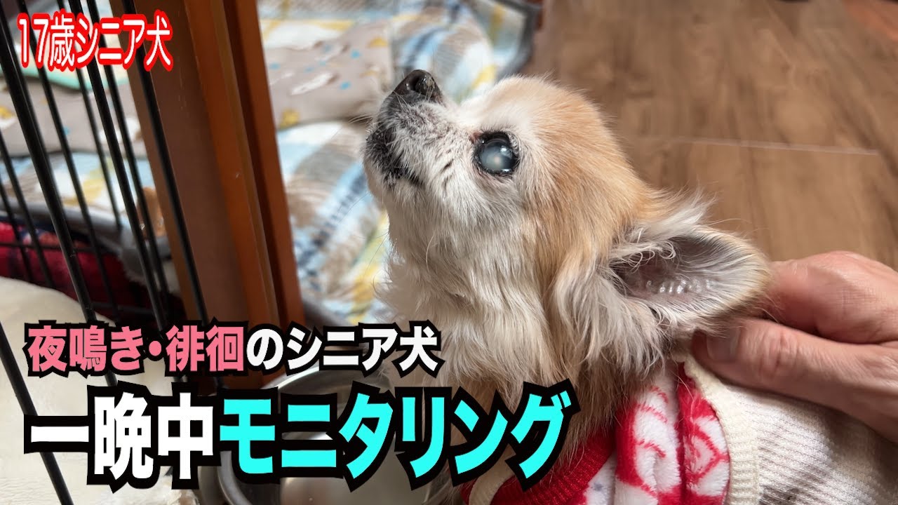 【夜泣き・徘徊 シニア犬１７歳を一晩中モニタリング】