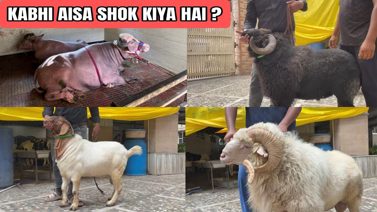YE SHOK KARNE MEIN KITNA INVESTMENT? || Quality Goats & Water Buffalo In Bhiwandi || NOT FOR SALE 🚫