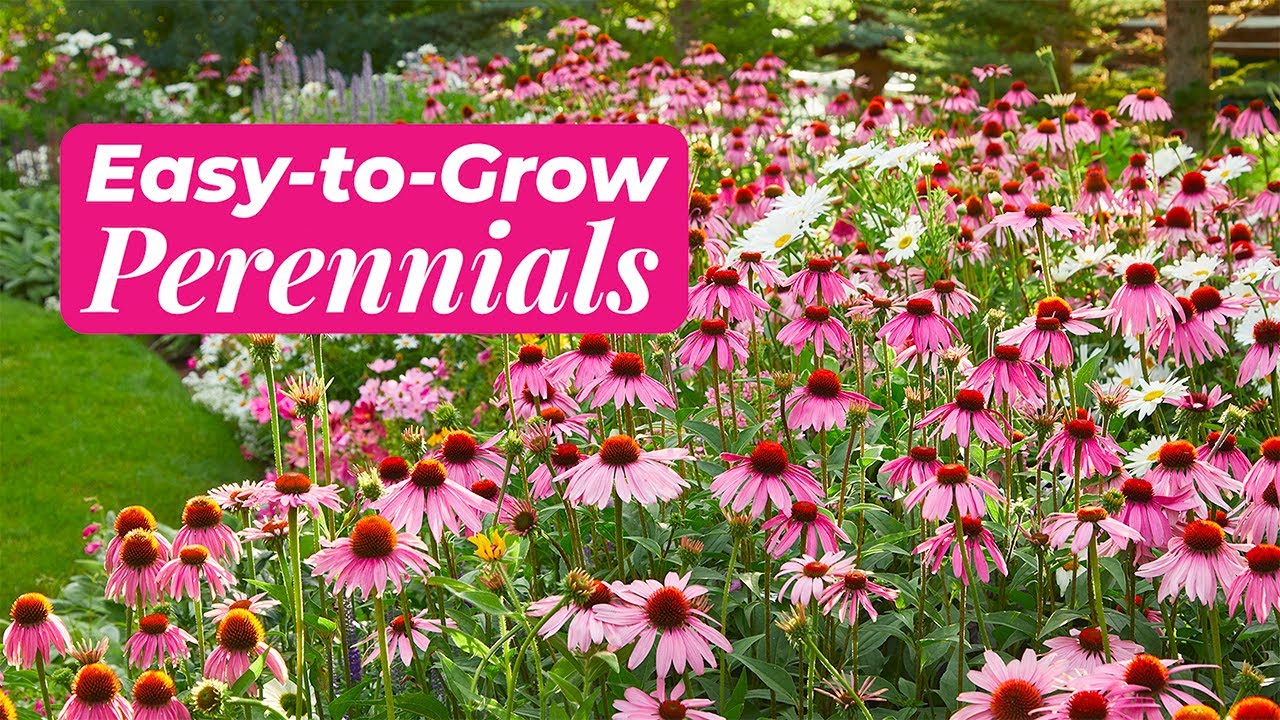 Easy Perennials to Grow