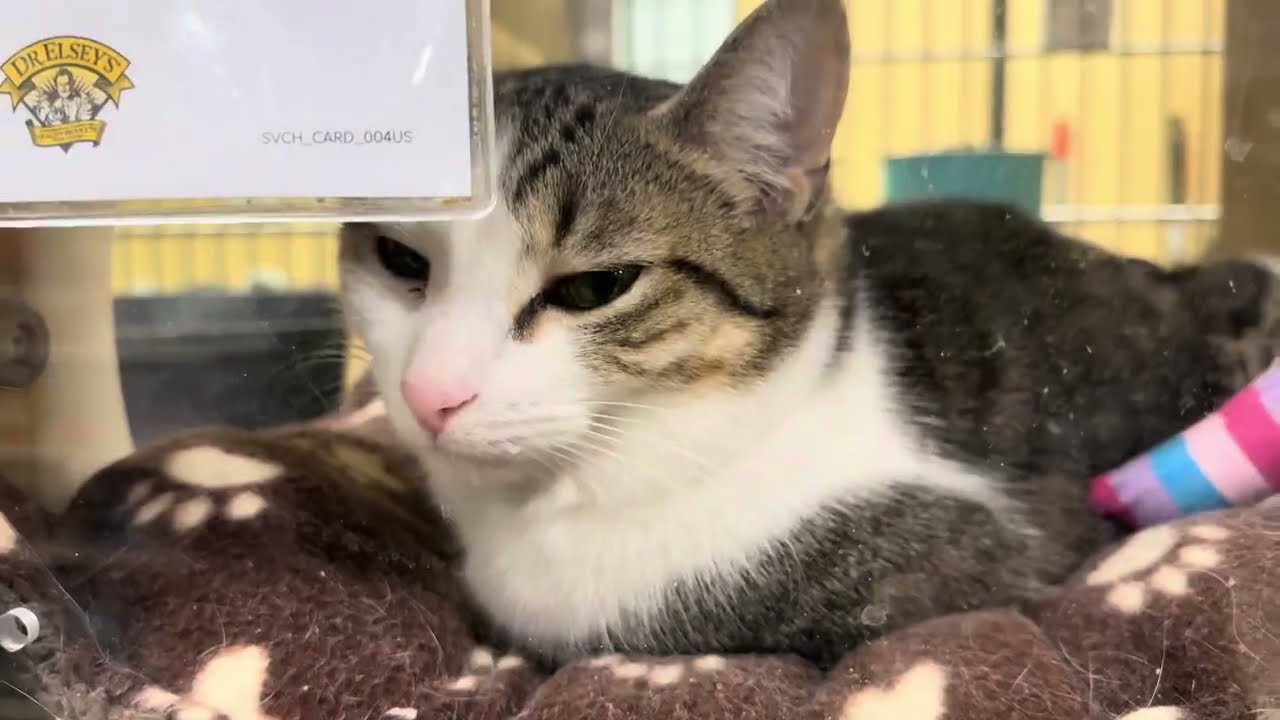  Pet Smart 1125 Quentin Road lebanon, Pa 📍 2/7/26 #animals #funny #sad #friendinFur