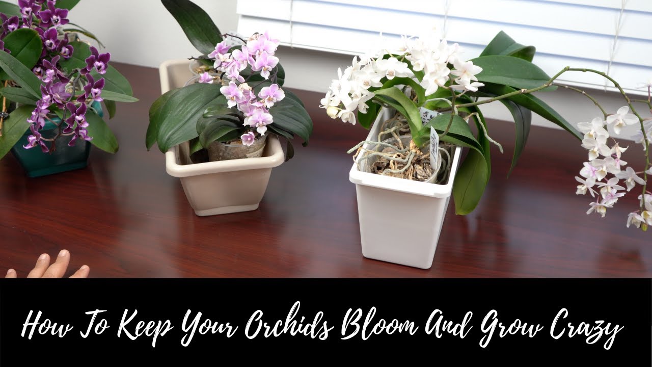 The Best 5 Ways To Keep Your Orchids Blooming