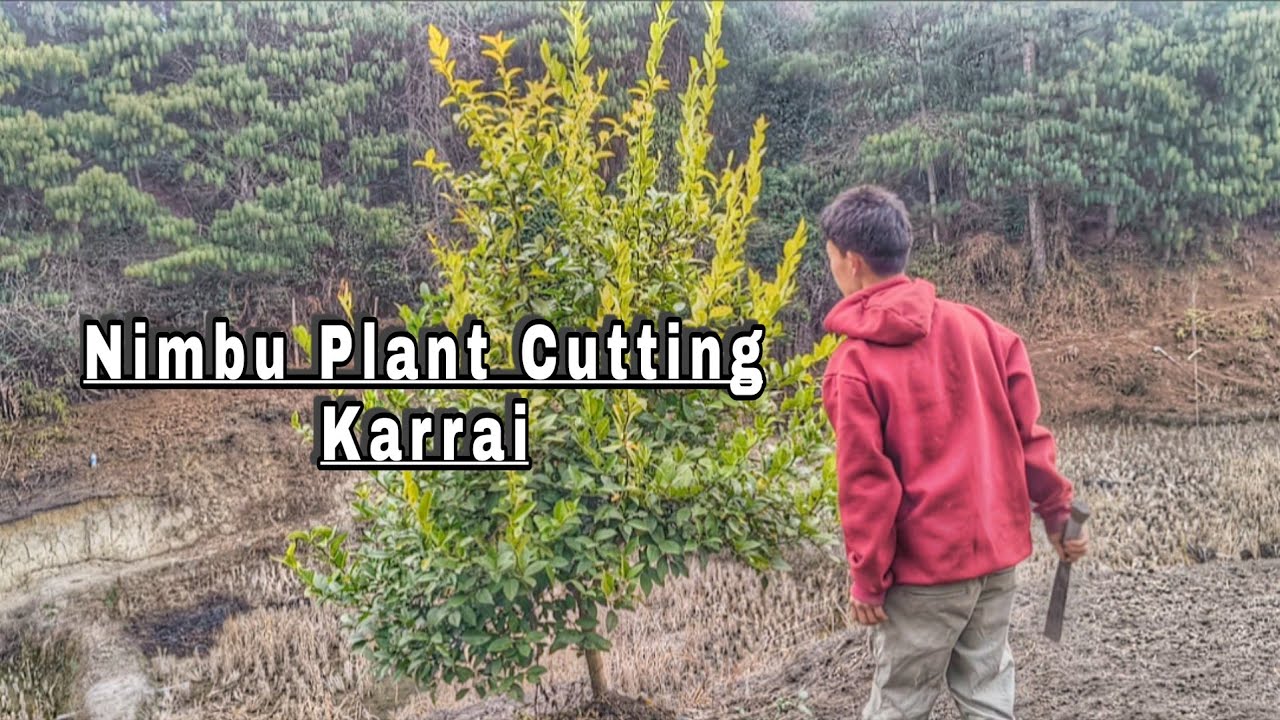 NIMBU PLANT CUTTING KARRAI 🌱