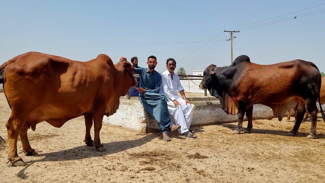 Worlds Top Class Sahiwal Cow Farm | Complete Documentary
