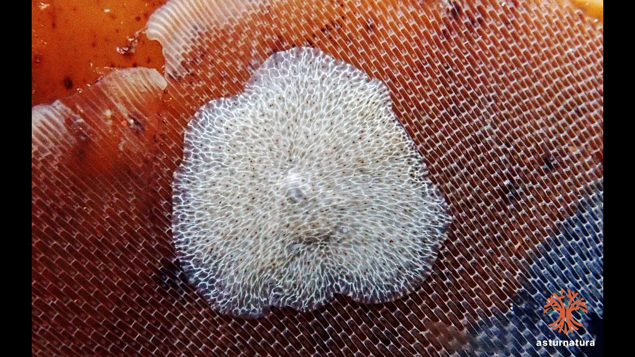 Hoploplana elisabelloi