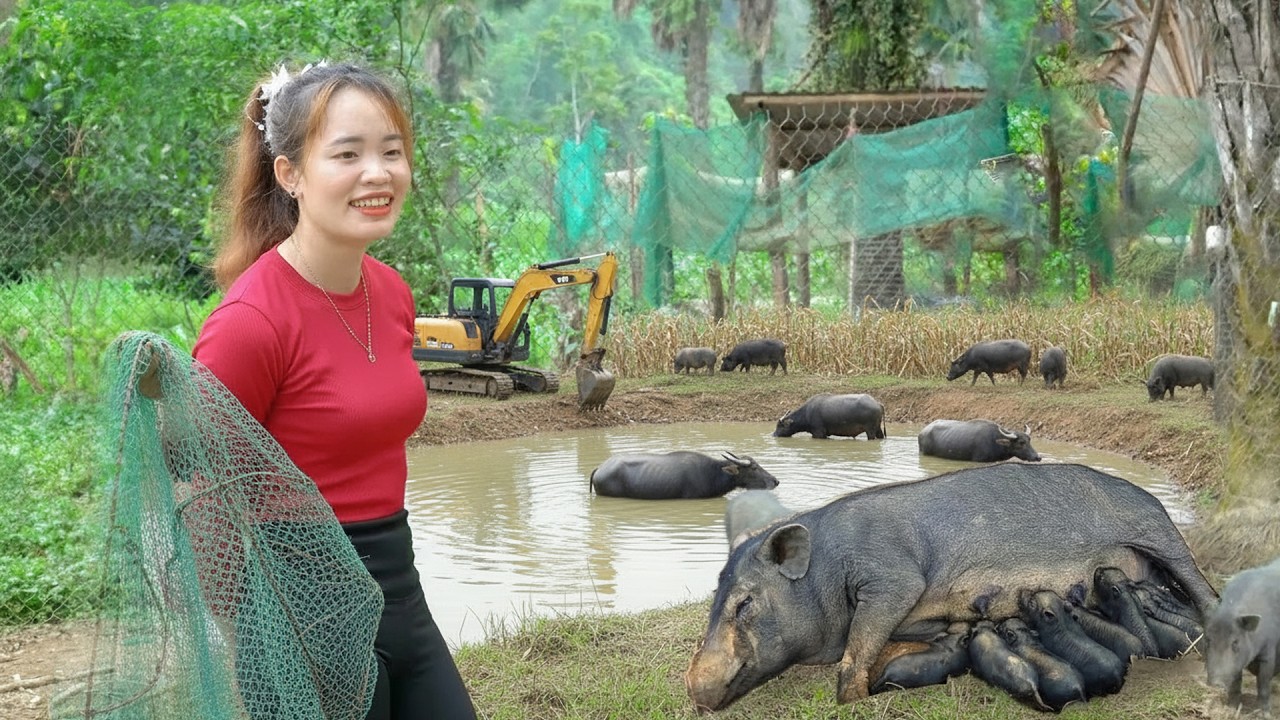Net Fishing in Pond: Harvest Many Fish – Excavator Levels Ground and Pour Concrete Road