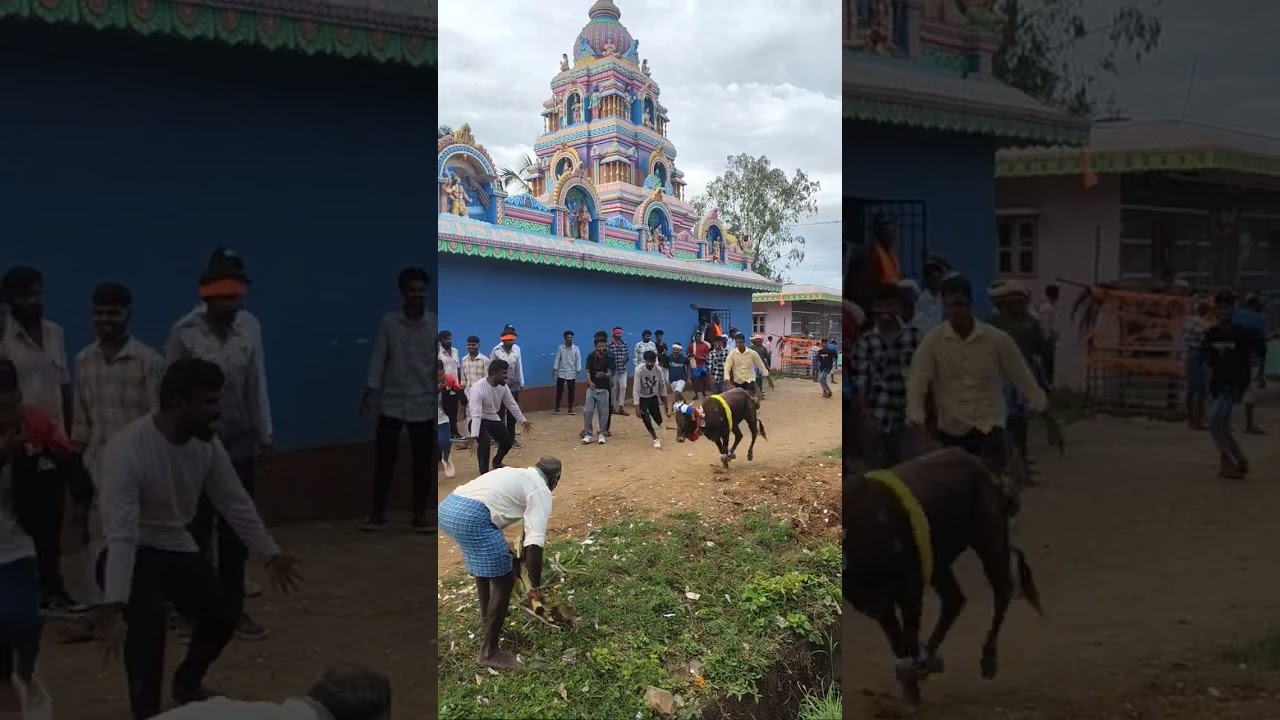 Sudambi bull race