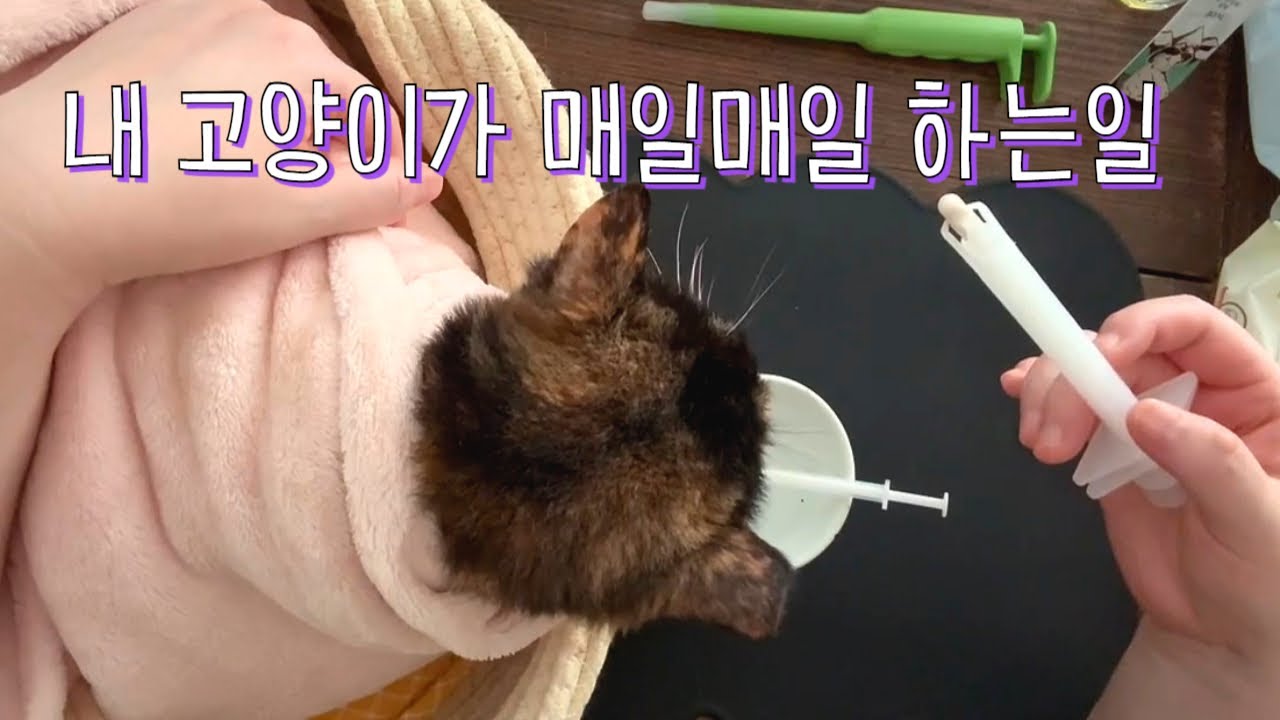 너의 시간은 얼마나 남은걸까...동물병원 간호사쌤이 알려주신 고양이 약먹이기 수액맞추기 꿀팁!