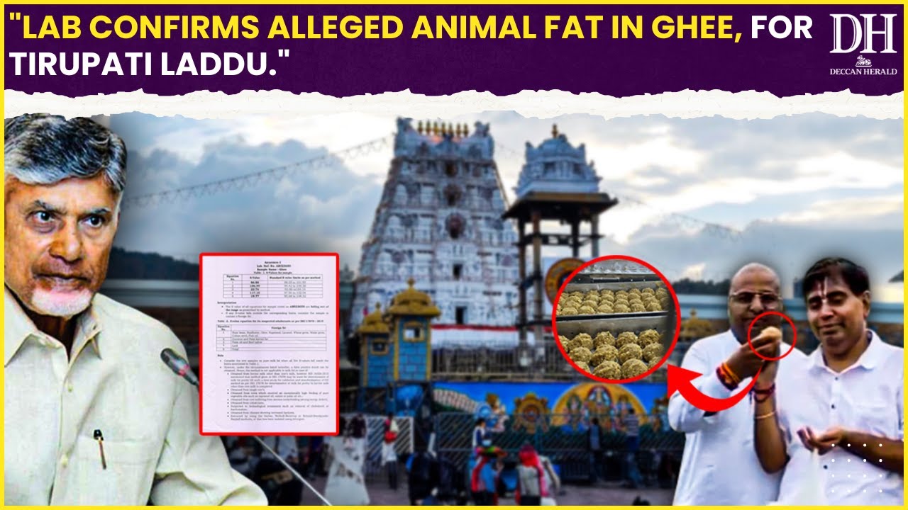 Tirupati Laddu row news: Lab report confirms alleged use of animal fat in ghee supplied to Tirumala