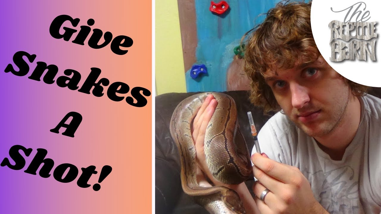 How To Give Your Ball Python An Injection | Animal Care
