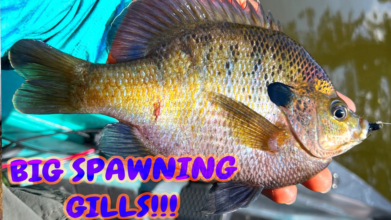 Bluegill Madness - FINALLY Found Big Bluegill on Beds | Hundreds of Fish Caught