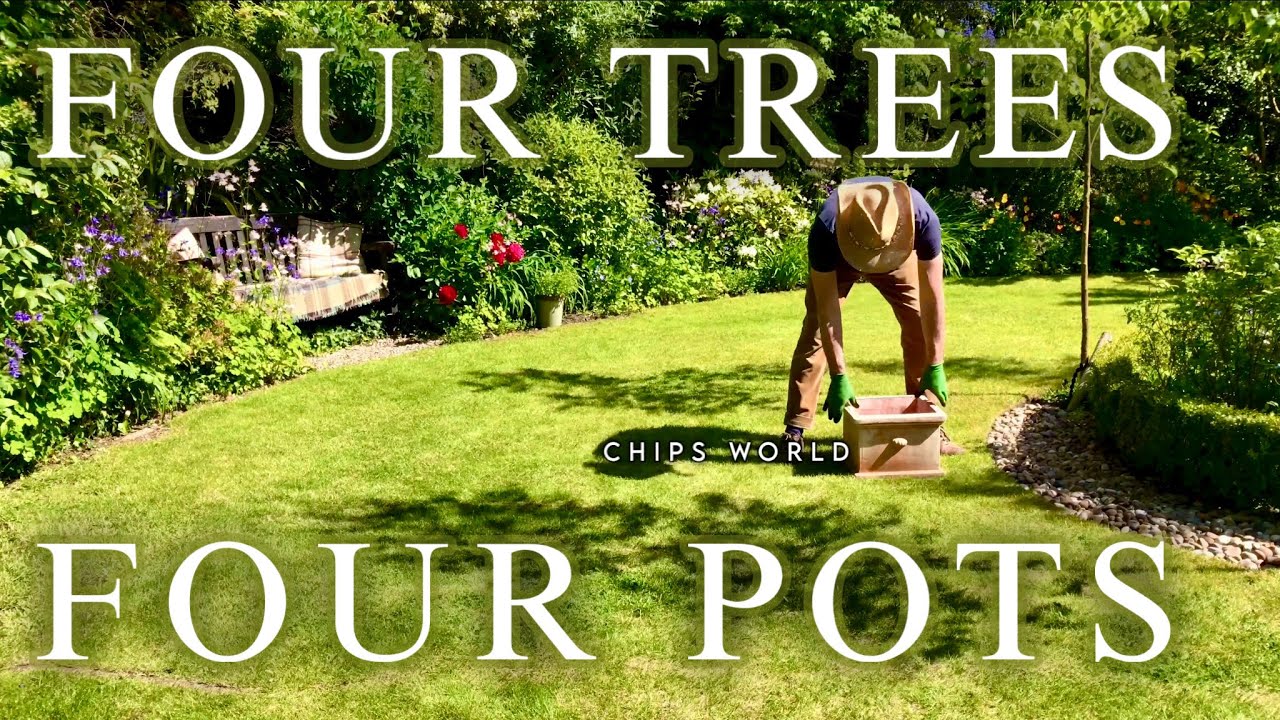 Standard Topiary Trees: potted Portuguese Laurels #potting #pruning