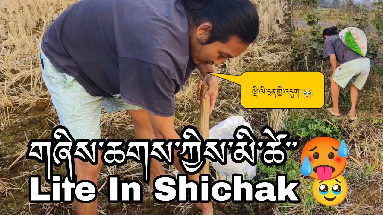 Hard life in Village མི་ཚེ་དཀའ་ལས་འདུག་ད🥵
